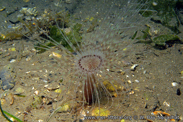 Pachycerianthus solitarius