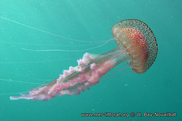 Pelagia noctiluca