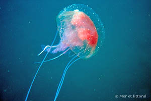 Pelagia noctiluca