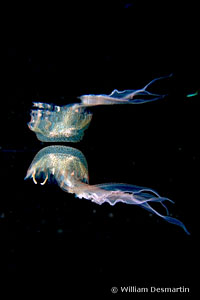 Pelagia noctiluca