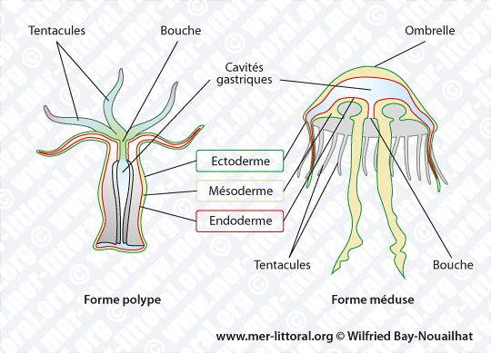 Comparaison des formes polype et méduse, WBN