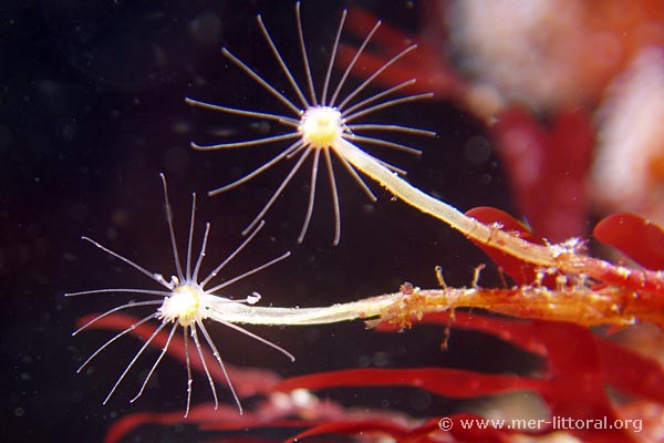 Tubularia indivisa