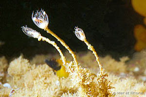 Tubularia indivisa