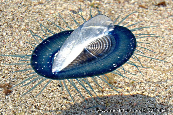 Velella velella