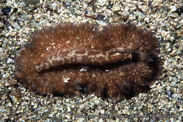 Pseudoceros maximus