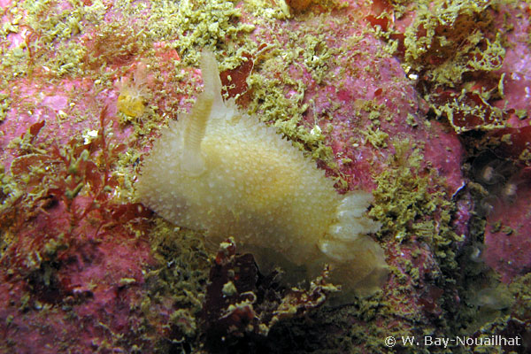 Acanthodoris pilosa