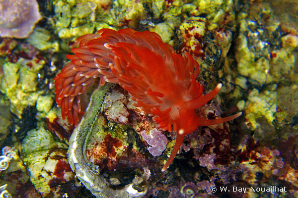 Aeolidiella sanguinea