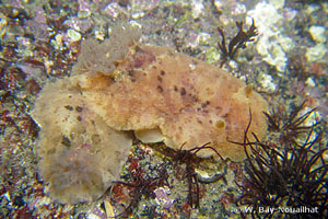 Archidoris pseudoargus