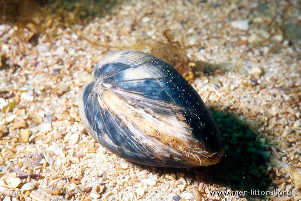 Beschreibung von Arctica islandica - Cyprine