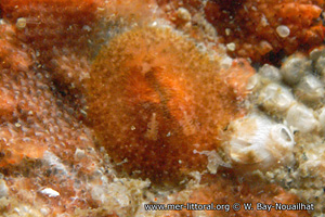 Atalodoris inconspicua