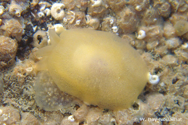 Berthella plumula