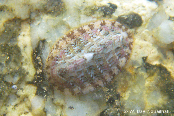 Boreochiton ruber