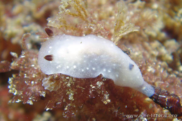 Cadlina pellucida