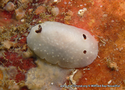 Cadlina pellucida