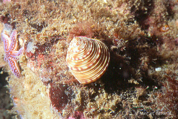 Calliostoma zizyphinum