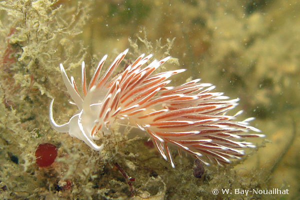 Coryphella lineata