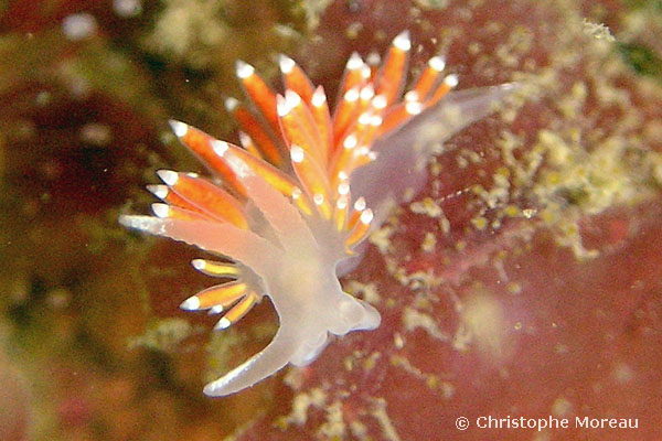 Coryphella verrucosa