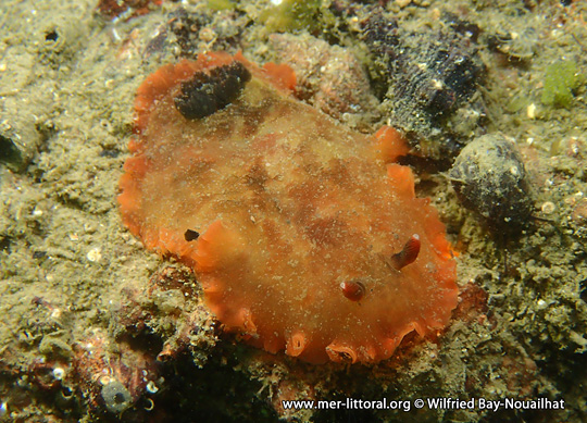 Dendrodoris fumata