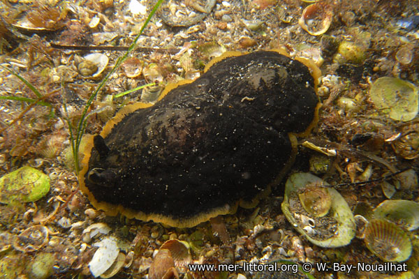 Dendrodoris limbata