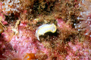 Diaphorodoris alba