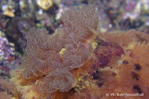 Doris pseudoargus