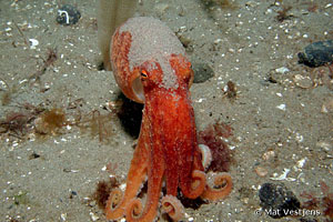 Eledone cirrhosa - Curled octopus
