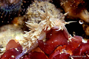 Facelina annulicornis