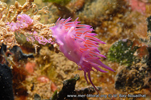 Flabellina affinis