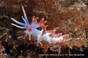 Flabellina cavolini