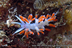 Flabellina cavolini