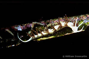 Flabellina gabinierei