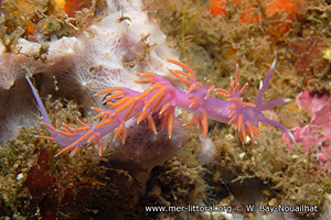 Flabellina ischitana