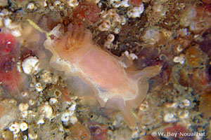 Goniodoris nodosa