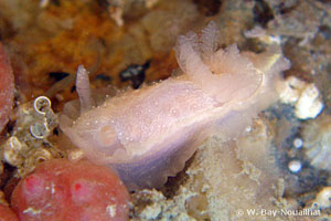 Goniodoris nodosa