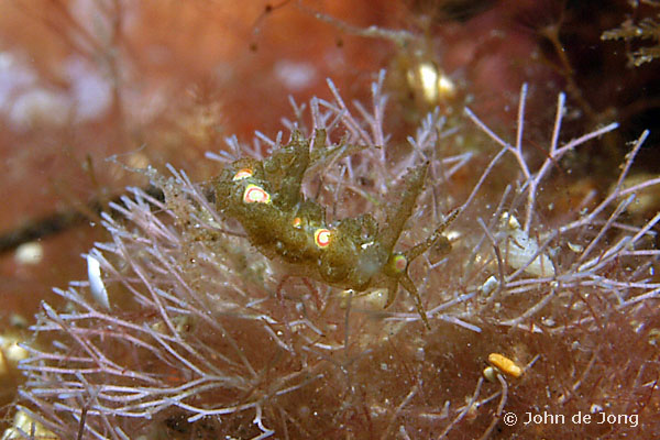 Limenandra nodosa