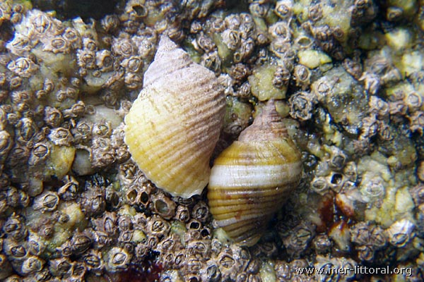 Nucella lapillus