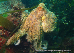 Octopus vulgaris