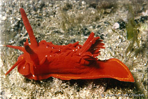 Okenia elegans