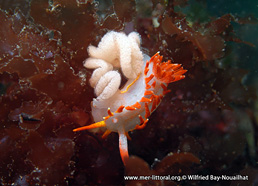 Okenia elegans