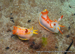 Okenia elegans