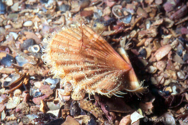 Pecten maximus