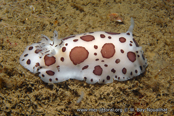 Peltodoris atromaculata