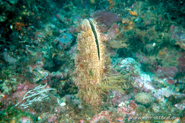 Pinna nobilis