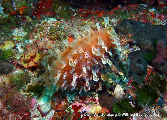 Rough pen shell, Pinna rudis