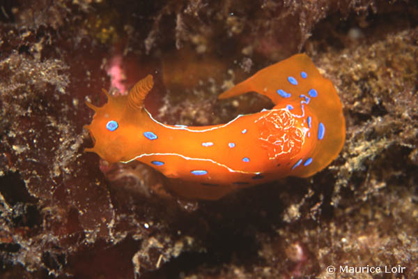 Polycera elegans