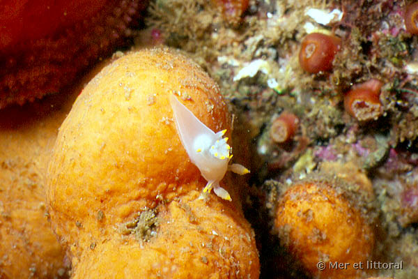 Polycera faeroensis