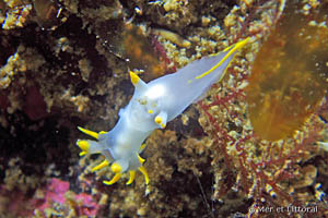 Polycera faeroensis