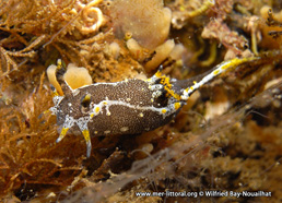 Polycera hedgpethi