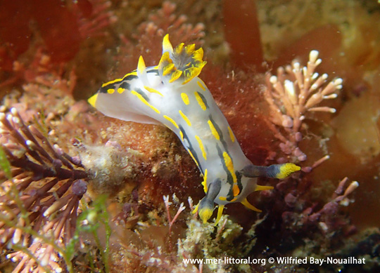 Polycera quadrilineata