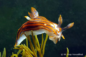 Polycera quadrilineata